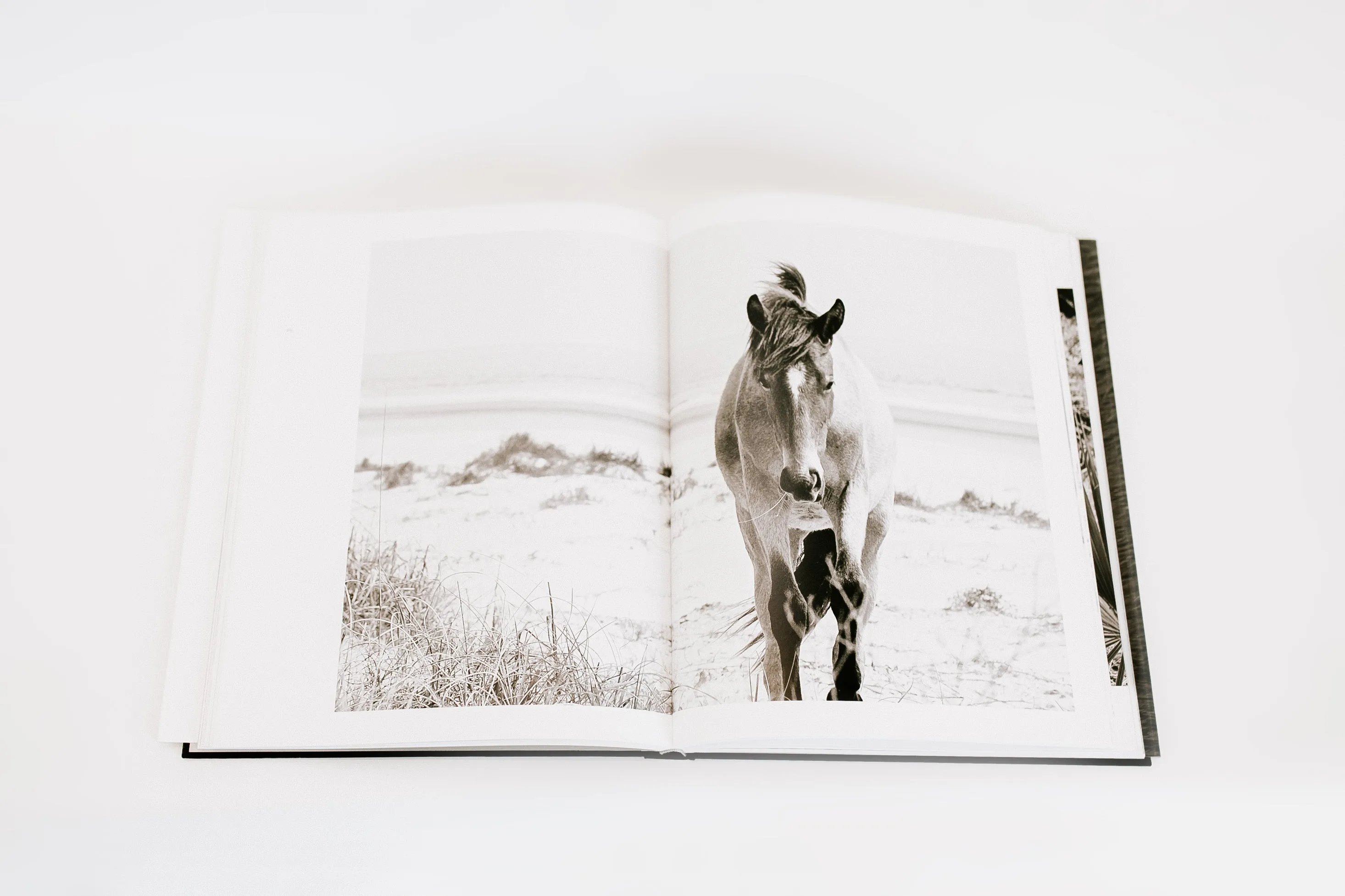 Wild Horses of Cumberland Island